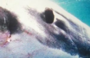 Kool Savas & Sido – Royal Bunker (2017)