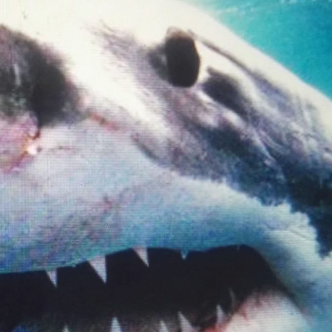 Kool Savas & Sido – Royal Bunker (2017)